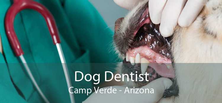 Dog Dentist Camp Verde - Arizona