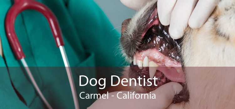 Dog Dentist Carmel - California