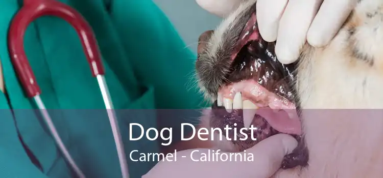 Dog Dentist Carmel - California