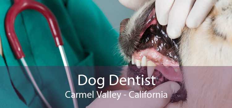Dog Dentist Carmel Valley - California