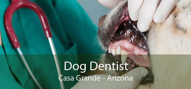 Dog Dentist Casa Grande - Arizona