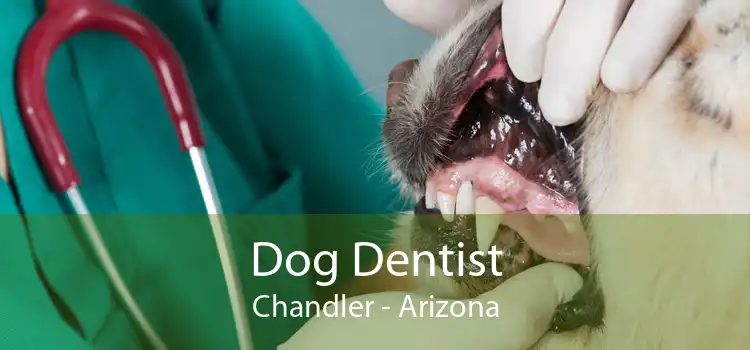 Dog Dentist Chandler - Arizona