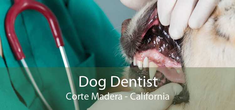 Dog Dentist Corte Madera - California