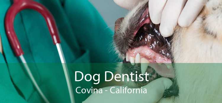 Dog Dentist Covina - California