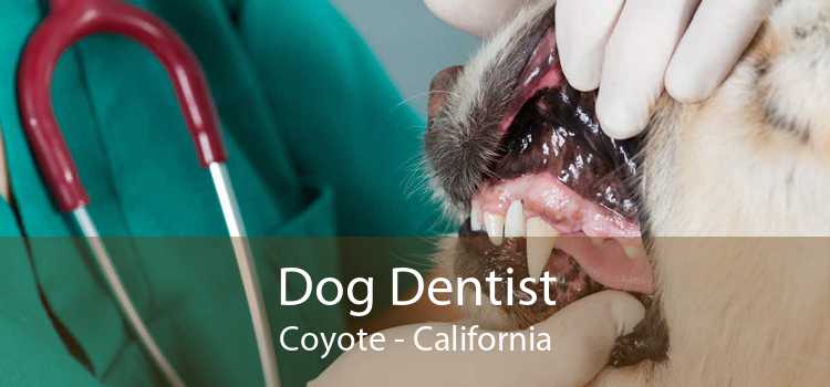 Dog Dentist Coyote - California