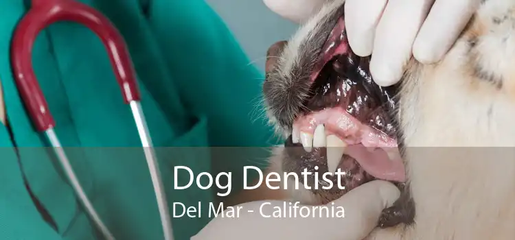 Dog Dentist Del Mar - California