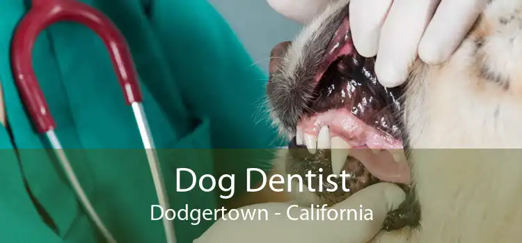 Dog Dentist Dodgertown - California