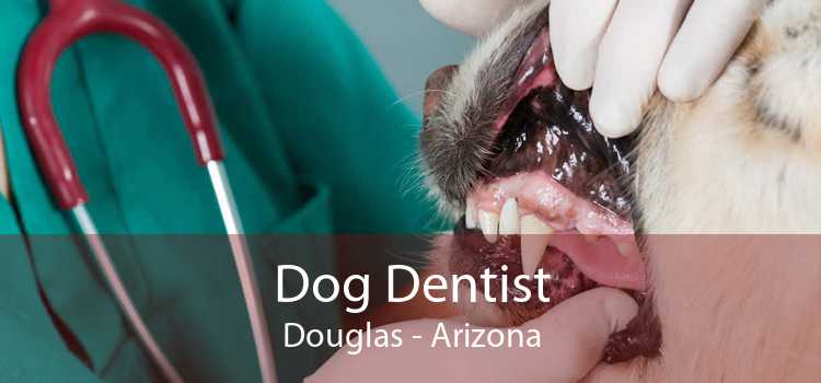 Dog Dentist Douglas - Arizona
