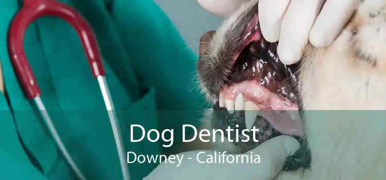 Dog Dentist Downey - California