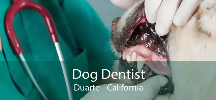 Dog Dentist Duarte - California