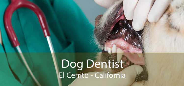 Dog Dentist El Cerrito - California
