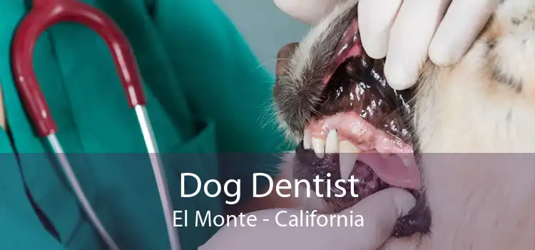Dog Dentist El Monte - California