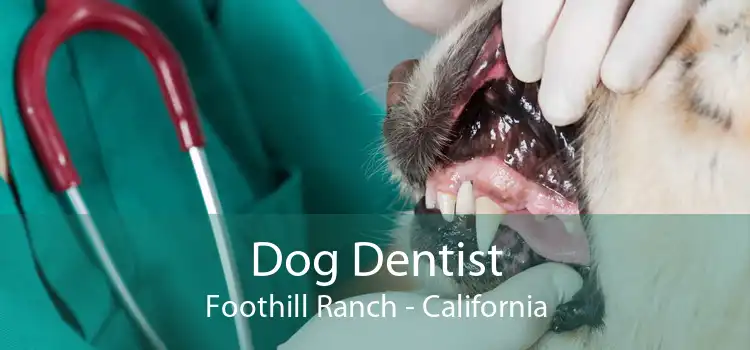 Dog Dentist Foothill Ranch - California