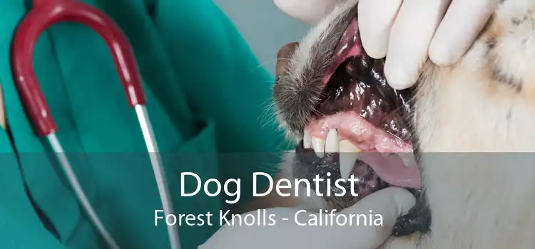 Dog Dentist Forest Knolls - California