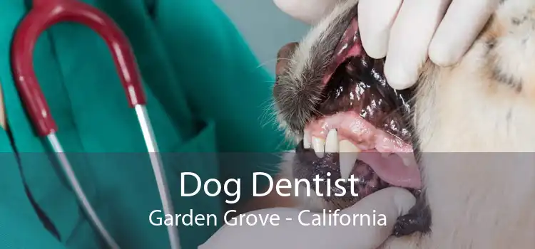 Dog Dentist Garden Grove - California