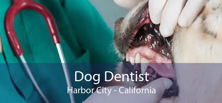 Dog Dentist Harbor City - California