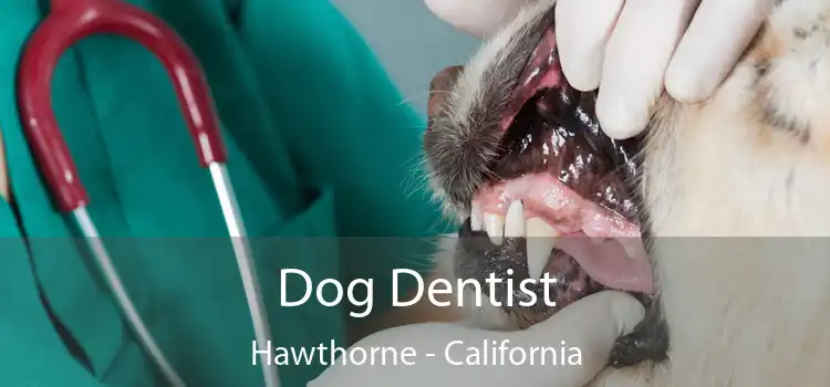 Dog Dentist Hawthorne - California