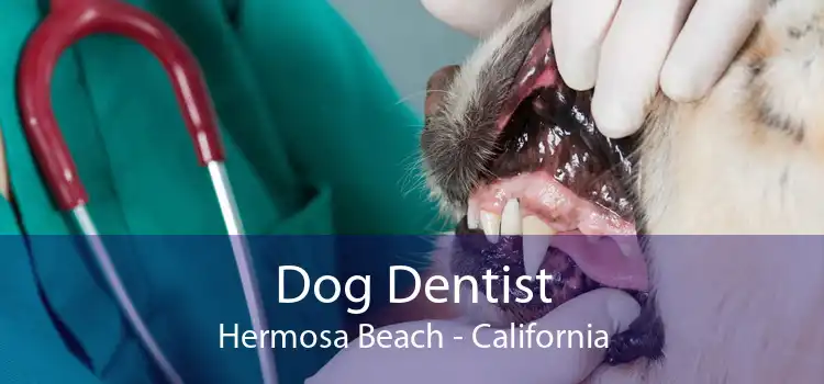 Dog Dentist Hermosa Beach - California
