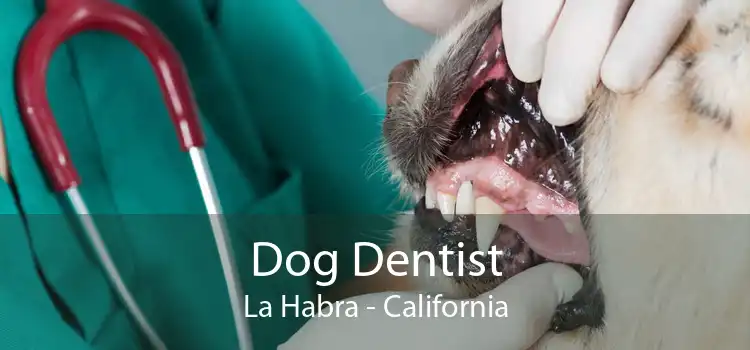 Dog Dentist La Habra - California