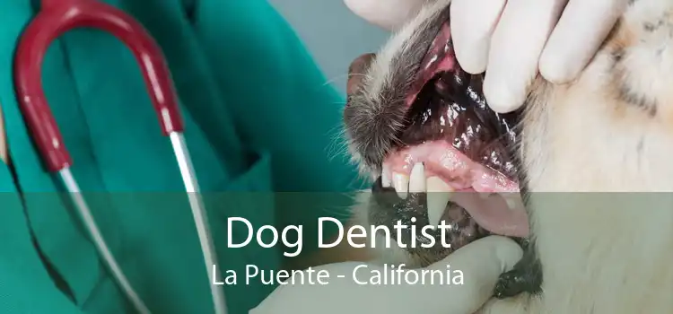 Dog Dentist La Puente - California