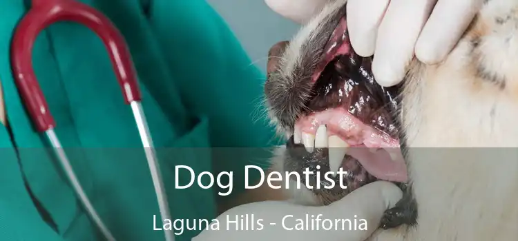 Dog Dentist Laguna Hills - California