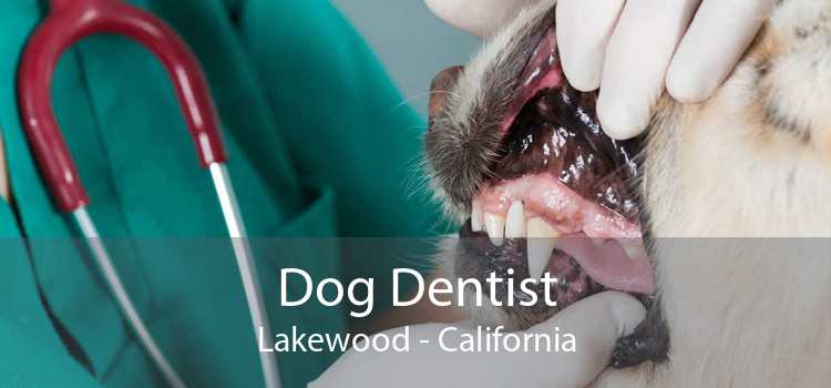 Dog Dentist Lakewood - California