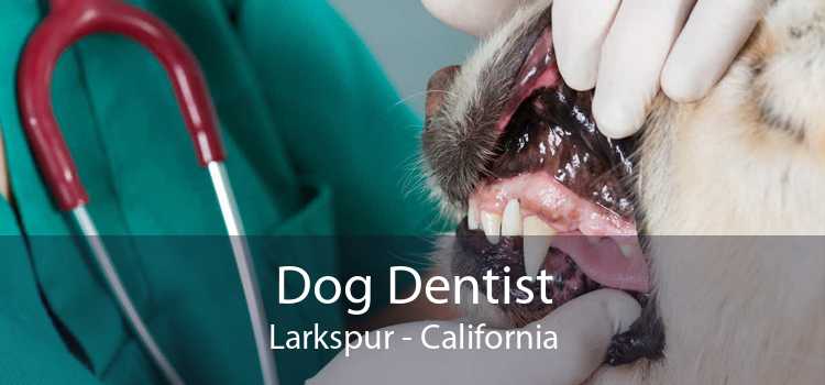 Dog Dentist Larkspur - California