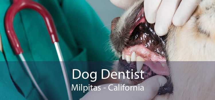 Dog Dentist Milpitas - California