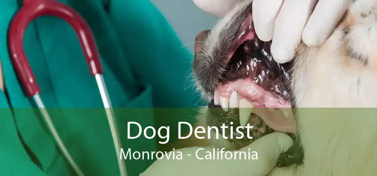 Dog Dentist Monrovia - California