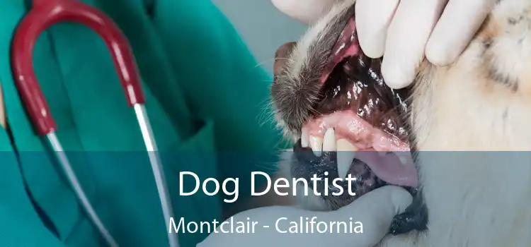 Dog Dentist Montclair - California