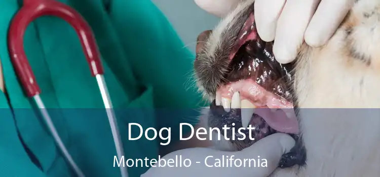 Dog Dentist Montebello - California