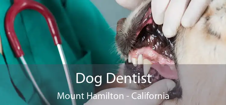 Dog Dentist Mount Hamilton - California