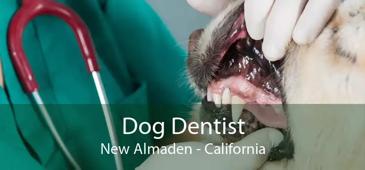 Dog Dentist New Almaden - California