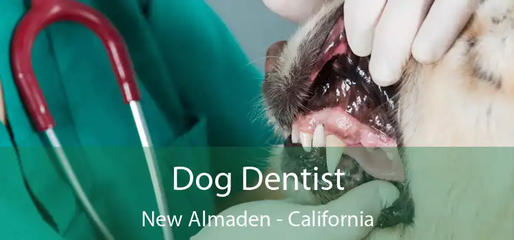 Dog Dentist New Almaden - California