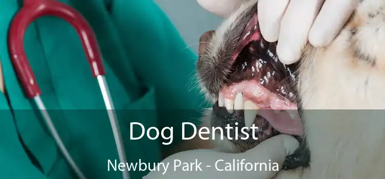 Dog Dentist Newbury Park - California