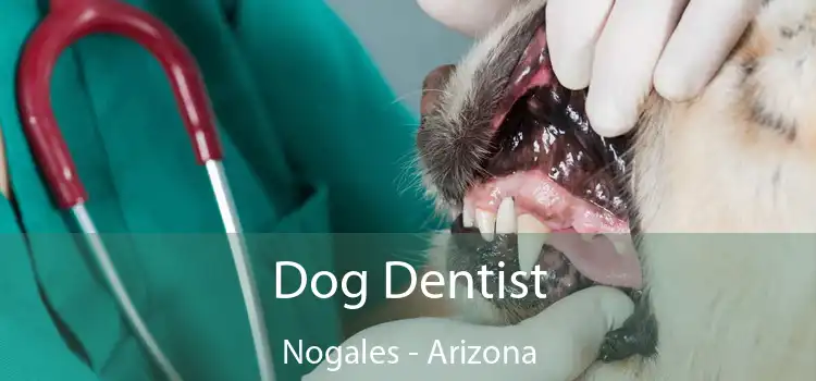 Dog Dentist Nogales - Arizona
