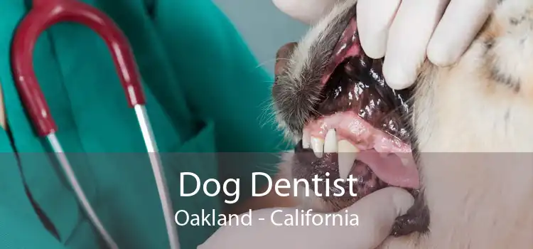 Dog Dentist Oakland - California