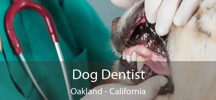 Dog Dentist Oakland - California