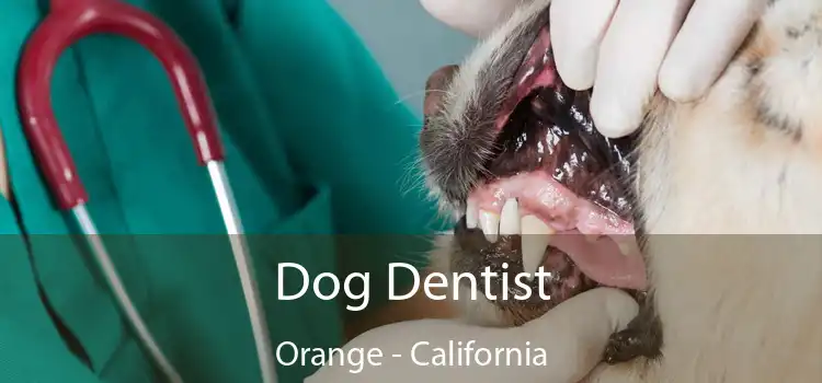 Dog Dentist Orange - California