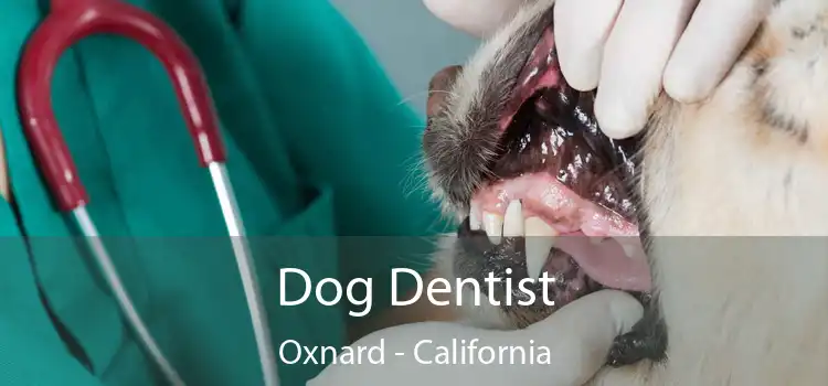 Dog Dentist Oxnard - California