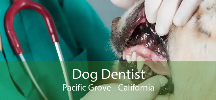 Dog Dentist Pacific Grove - California