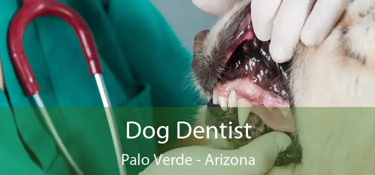 Dog Dentist Palo Verde - Arizona