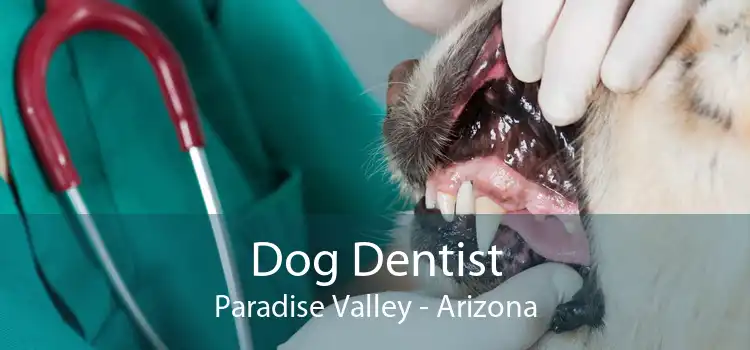 Dog Dentist Paradise Valley - Arizona
