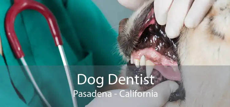 Dog Dentist Pasadena - California
