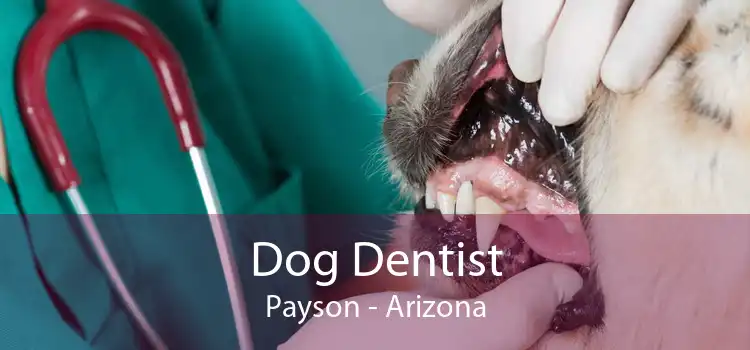Dog Dentist Payson - Arizona