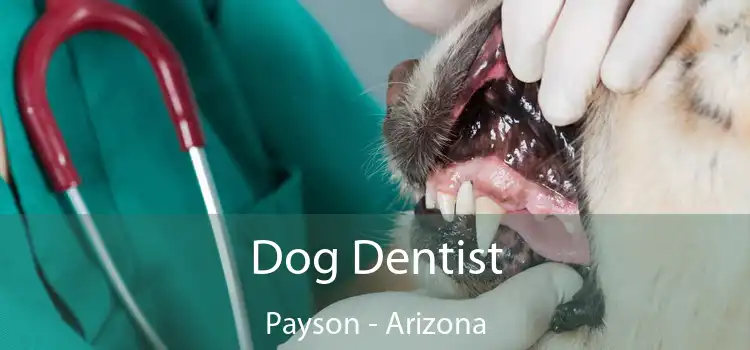 Dog Dentist Payson - Arizona