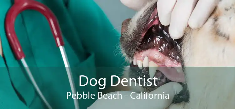 Dog Dentist Pebble Beach - California