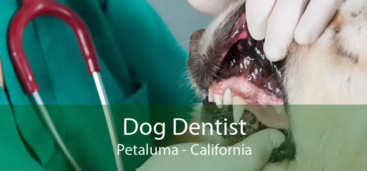 Dog Dentist Petaluma - California