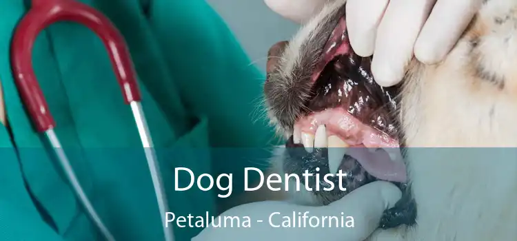 Dog Dentist Petaluma - California
