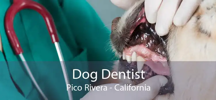 Dog Dentist Pico Rivera - California